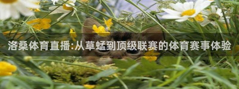 柠檬直播体育足球：洛桑体育直播:从草蜢到顶级联赛的体育赛事体验